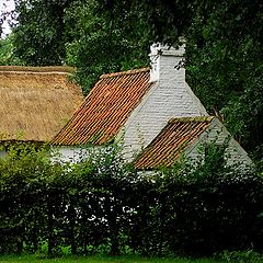 photo "behind the hedge"