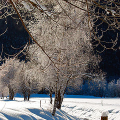 photo "winter"