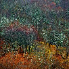 photo "Old forest. Impression"