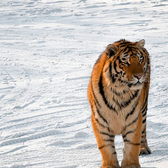 photo "Silent Hunter"