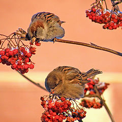 photo "Winter sparrows"