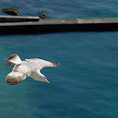 photo "fleetingness"