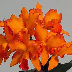 фото "Orchid .Potinara"