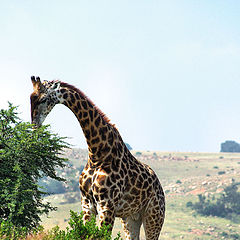 photo "Giraffe"