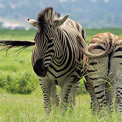 photo "Back to Front"