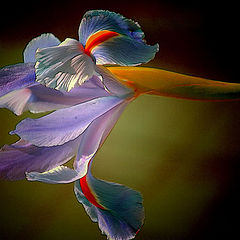 photo "Moody Iris"