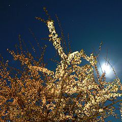 photo "Blooming at Night"