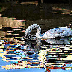 photo "Swan in the river Zaan 1"