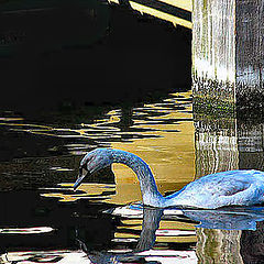 photo "Swan in the river Zaan 2"