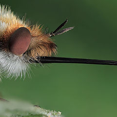 photo "Portrait of the bombilius"