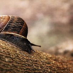 фото "caracol"