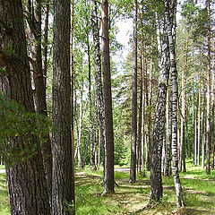 photo "Summer wood"