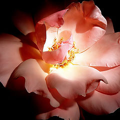 photo "Light and... Rose..."