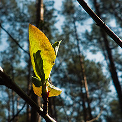 photo "Awakening"