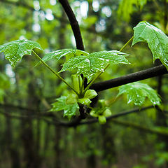 photo "Fresh and washed"