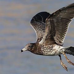 фото "Juan the Seagull"