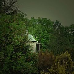 photo "Fernwood"