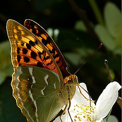 фото "Argynnis pandora"