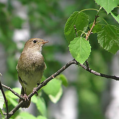 photo "Nightingale"