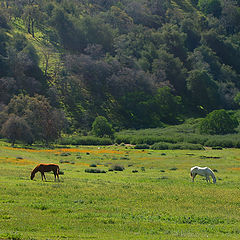 photo "Into Their Own Thing"