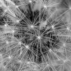 photo "Dandelion"