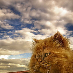 photo "yelLOW and bLUE"