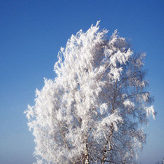 фото "Серебро."