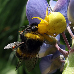 photo "Death of a bumblebee"