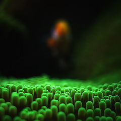 photo "sea anemone"