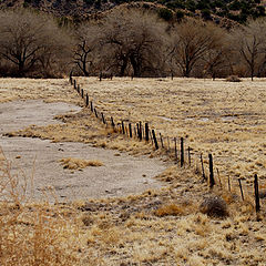 photo "The Fence"