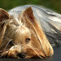 photo "Summer Resident"