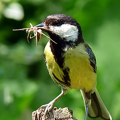 фотоальбом "PARUS MAJOR"