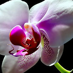 photo "An Orchid...."