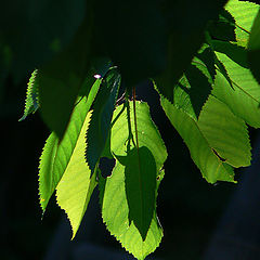 photo "Summer light"