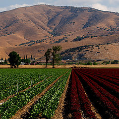 фото "Crops, 2 Colors"