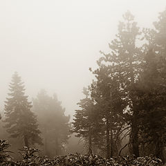 фото "Fog"