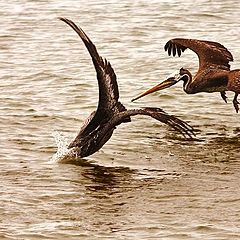 фото "hunting pelicans"
