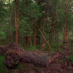 photo "Deep in the forrest."