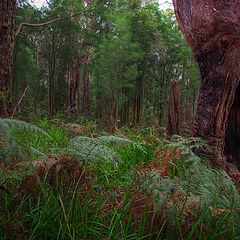 photo "Deep in the Tingle forrest"