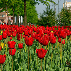 photo "City flowers"