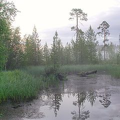 photo "Marsh morning"