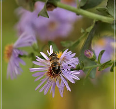 photo "Chrysanthemum"