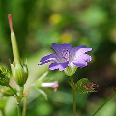 photo "mountain flowers"