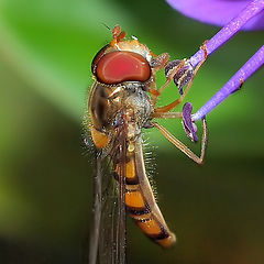 photo "Nature Fascination..."