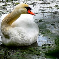 фото "swan"