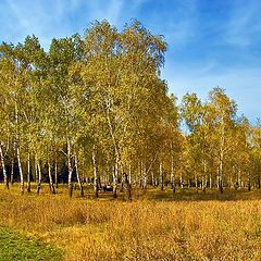 фото "Роща золотая..."