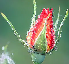 photo "The first rain"