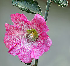 photo "Malva"