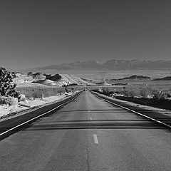photo "Standing in the Middle of the Road"