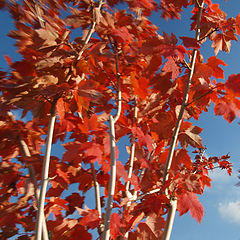 фото "Bluster in Blue and Copper"